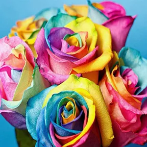 Colorful Rose