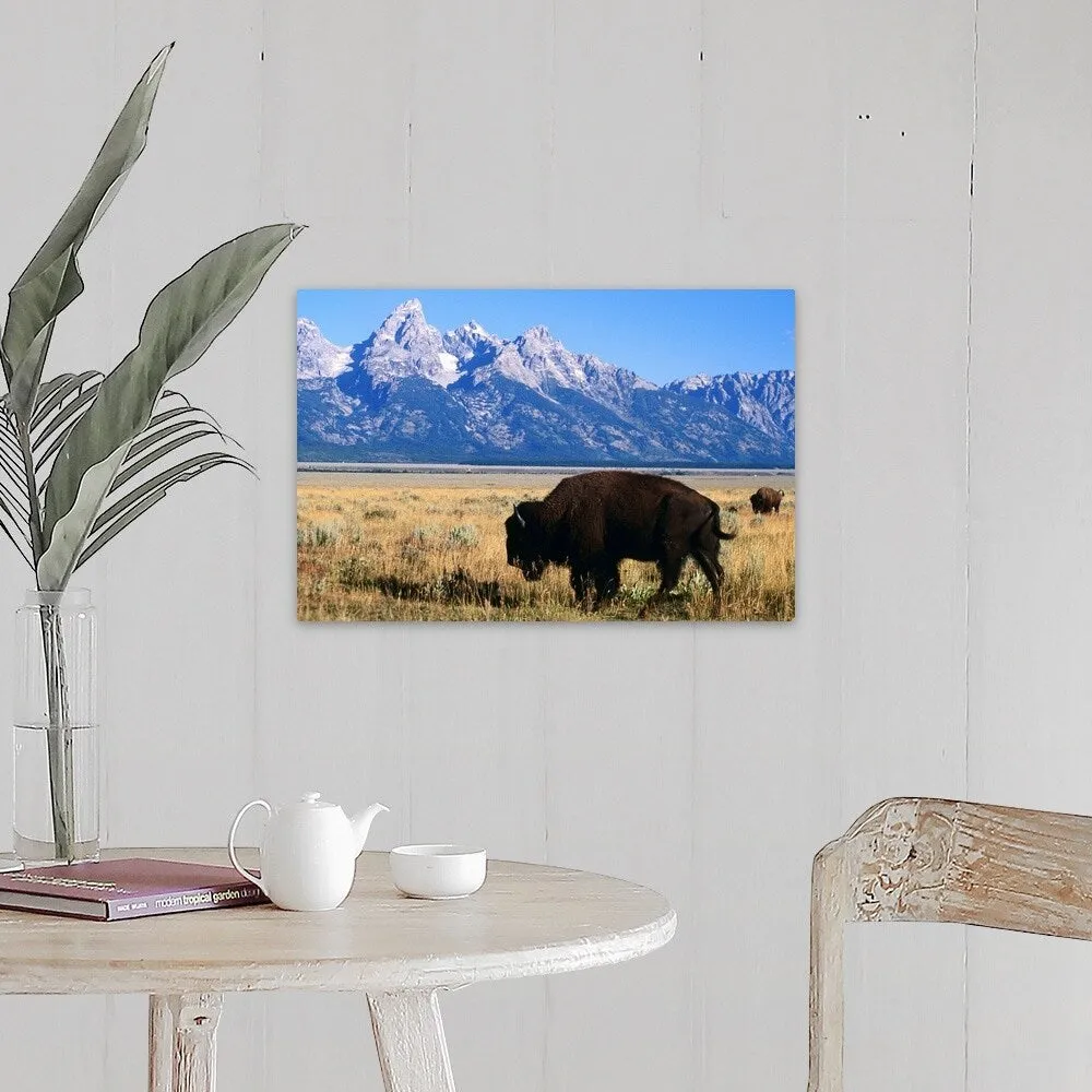 "American bison on Antelope Flats, with Teton Range beyond" Canvas Wall Art