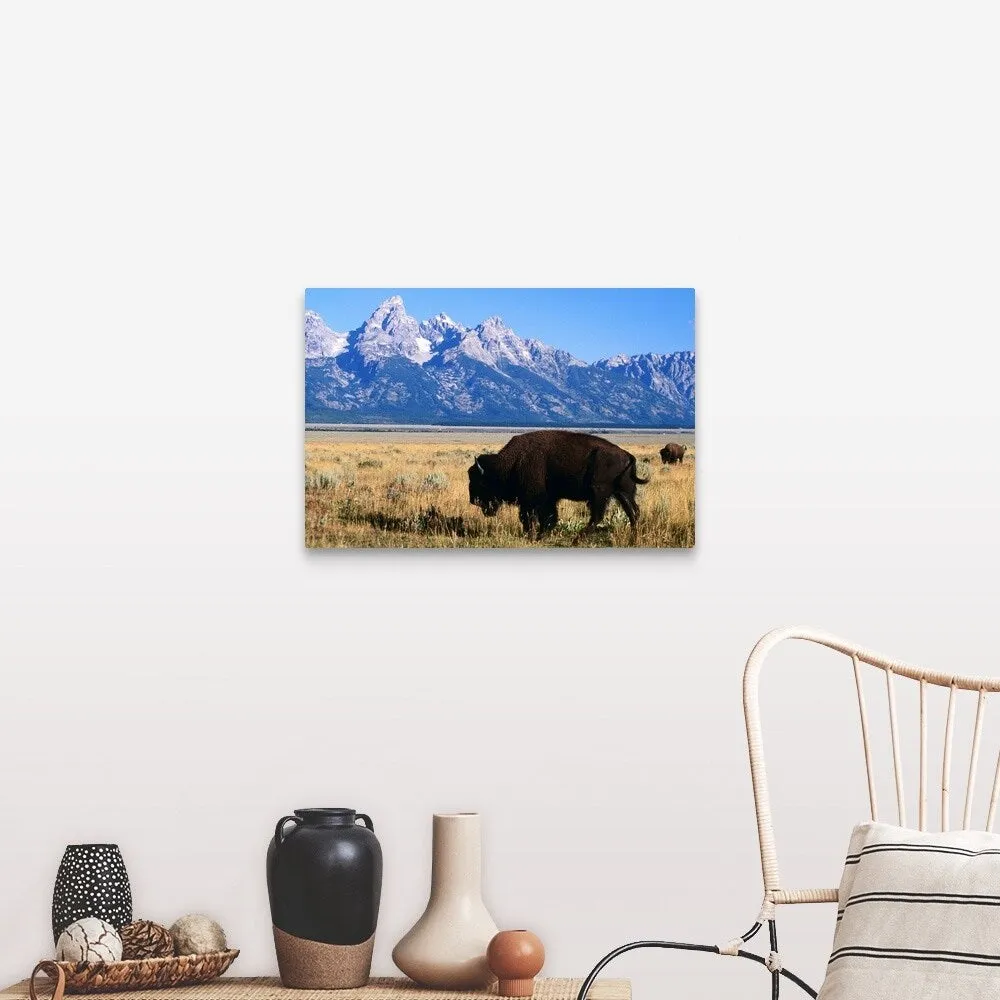 "American bison on Antelope Flats, with Teton Range beyond" Canvas Wall Art