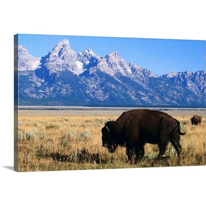 "American bison on Antelope Flats, with Teton Range beyond" Canvas Wall Art