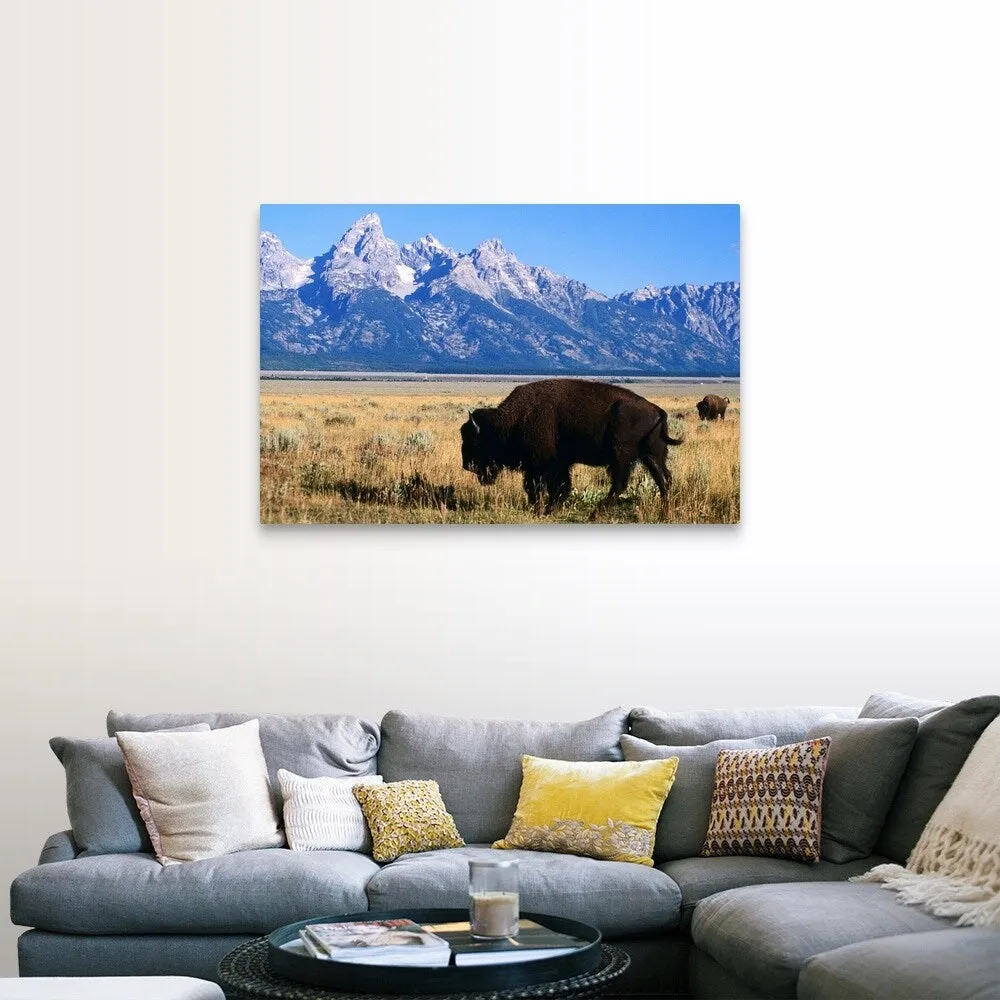 "American bison on Antelope Flats, with Teton Range beyond" Canvas Wall Art